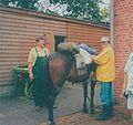 Das Pferd und Gert Krawinkel auf ihrem Ritt ins Guinness Buch der Rekorde, 75 km vor Cuxhaven